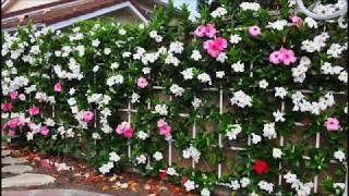 Wall of Mandevilla Vine [upl. by Lettie]