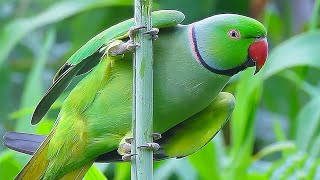 Parrot Sound Videos Compilation [upl. by Odo639]