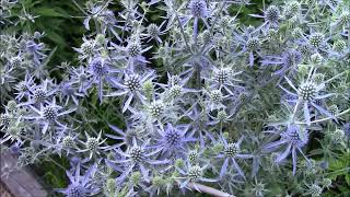 SEA HOLLY Eryngium planum You need this in your 2024 Pollinator Garden CEGNatives [upl. by Hallimaj]