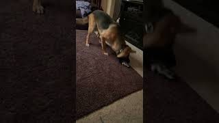 German shepherd tosses flopping fish toy germanshepherd dog dogs funny funnydog [upl. by Stanwinn295]