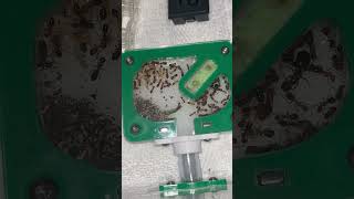 ￼Camponotus decipiens colony update 60 worker strong and growing fast ￼antkeeper ants [upl. by Ralyt]