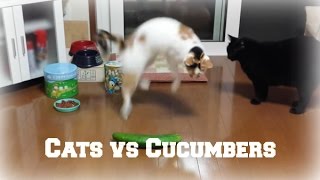 Cats and Cucumbers Compilation [upl. by Lael553]