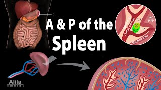 Anatomy amp Physiology of the Spleen Animation [upl. by Diana692]