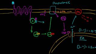 Gq GPCR Phospholipase C [upl. by Bust474]