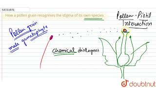 How a pollen grain recognises the stigma of its ownspecies  12  SEXUAL REPRODUCTION IN FLOWER [upl. by Dev869]