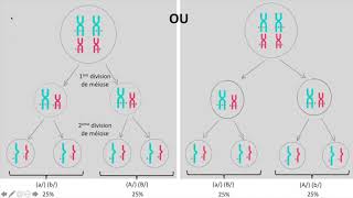 Brassages inter et intrachromosomiques [upl. by Sido969]