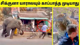 விலங்குகளிடம் சிக்கிய மனிதர்கள்14 Animals Chasing Humans  Animal Encounters  TAMIL AMAZING FACTS [upl. by Fishman941]