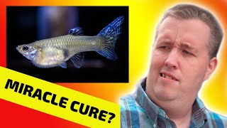 The Truth About Livebearer Disease [upl. by Leruj]