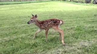 Baby deer squeaks [upl. by Onitnatsnoc]