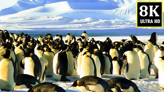 4K Antarctica amp South Pole Wildlife  Expedition Emperor Penguin  4K Video Ultra HD [upl. by Ezri]