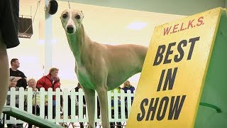 ON THIS DAY in 2016  Hazel the Whippet Reserve Best in Show at Crufts wins Best in Show at WELKS [upl. by Israeli]