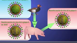 Cassure antigénique et le virusde la grippe A H1N1 en français [upl. by Lisabet]