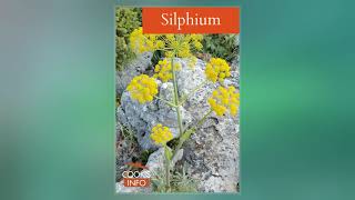 Silphium [upl. by Atnaloj]