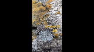 Exploring the Consortium of Lichen Herbaria Fungus Up Close in 4K [upl. by Ferneau]