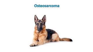 Osteosarcoma in dogs  Clinical signs symptoms Diagnosis Treatment Prognosis [upl. by Ricardo]