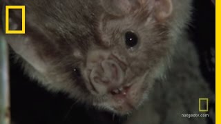 Vampire Bats Biting People  National Geographic [upl. by Lore]