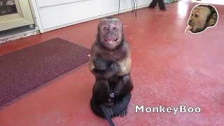 Capuchin Monkey Cry Baby [upl. by Edyaw554]