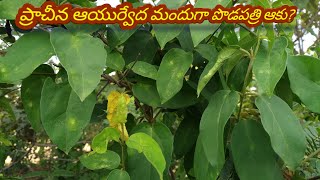 ప్రాచీన ఆయుర్వేద మందుగా పొడపత్రి ఆకు  Podapatri leaf as an ancient Ayurvedic medicine [upl. by Latsyc839]