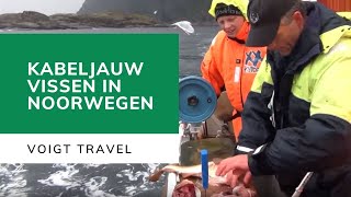 Lofoten kabeljauw vissen  Voigt Travel [upl. by Harshman]