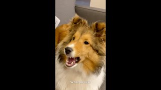 quotWut da Hellquot 🐶🤬 a classic Biscuit Talky shorts video on Cricket quotthe Sheltiequot Chronicles e169 [upl. by Bourque795]