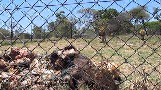 Adult Lion Feeding  Antelope Park Zimbabwe [upl. by Olivia755]