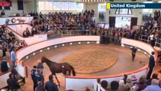 Young filly sold for world record price Qatari royal family buys horse for more than USD 8 million [upl. by Beasley960]