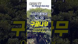 구골나무 이름 유래 구골나무 Osmanthusheterophyllus 난대숲 [upl. by Joana]