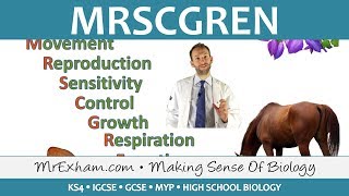 MRSCGREN Characteristics of Living Things  GCSE Biology 91 [upl. by Thrift]