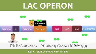 Gene expression and the lac operon  Post 16 Biology A Level PreU IB AP Bio [upl. by Lunn790]