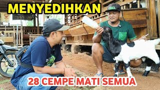 28 Ekor Mati semua Seperti ini Cobaanya Beternak Kambing Pe [upl. by Semyaj516]