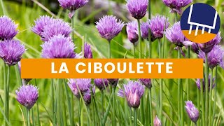 La culture de la ciboulette  Pensezy pour votre potager [upl. by Ereveneug]