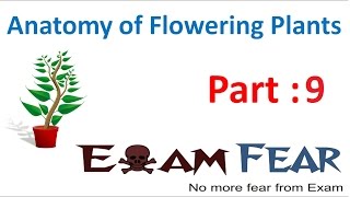 Biology Anatomy of Flowering Plants part 9 Difference between CBSE class 11 XI [upl. by Chem]