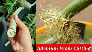 Simple Way To Grow Adenium From Cuttings  Desert Rose From Cuttings  Adenium Propagation [upl. by Argile]