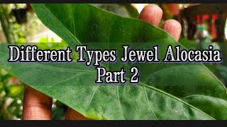 Different Types of Jewel Alocasia  Nursery Part 2 Alocasia Lukiwan  Sinuata  Denudata [upl. by Woolson709]