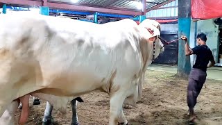 1200 KG Brahman x Charolais bull [upl. by Sorenson]