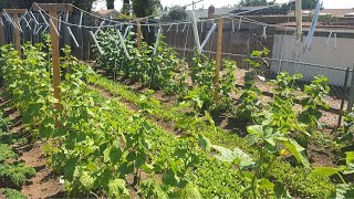 The BEST Trellis for Tomatoes amp Cucumbers [upl. by Hagai]