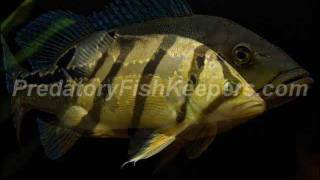 PFK Predatory Fish Keeping Forum ALL NEW screensaver promo clip [upl. by Brandt986]