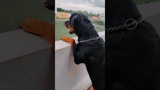 🔊🔥Rottweiler Barking 🐶❤️ rottweiler dogs dog dogshorts rottweilerpuppy puppy barking [upl. by Leslie]