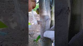 Fruit tree grafting pinterest gardenideas garden grafting [upl. by Jezabella]