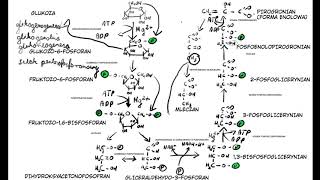 METABOLIZM GLIKOLIZA [upl. by Leigha]