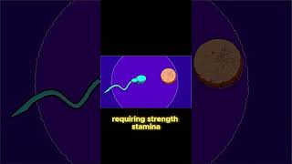 The Acrosome Reaction Sperms Epic Journey [upl. by Mariano]