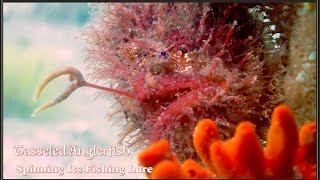 THE FISH THAT FISHES Tasseled Anglerfish Spinning Its Fishing Lure 2015 HD [upl. by Riannon]