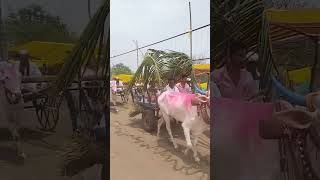 Narali Saptah Ghogas Pargaon एक आठवण🙏 bhagwan Gad Kirtan mahaprasad Lad Jalgaon Pangat [upl. by Eiznil785]