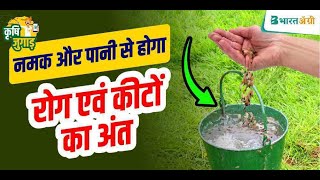 अच्छी उपज के लिए बीज उपचार कैसे करें  seed treatment methods in hindi  beej upchar kya hai [upl. by Borlow]