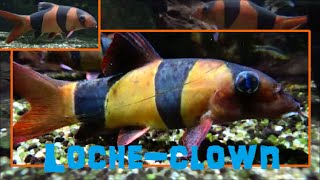 Chromobotia macracanthus Bleeker 1852 HD locheclown  Aqua Porte Dorée  122014 [upl. by Yhotmit]