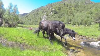 La transhumance des Merens [upl. by Larine]