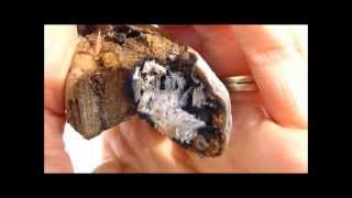 Starting a Fire with a Mushroom Polypore Fungus [upl. by Birdt]