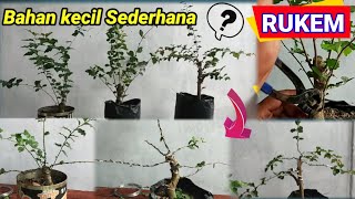 Gerak dasar bonsai Rukem sederhanaMembuat bonsai rukemFlacourtia indica [upl. by Hnil462]