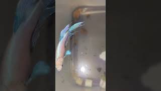 My betta fish is following my finger [upl. by Llertak]