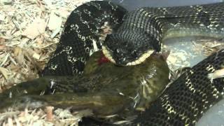 Eastern Hognose Snake eating a Bullfrog [upl. by Donald]